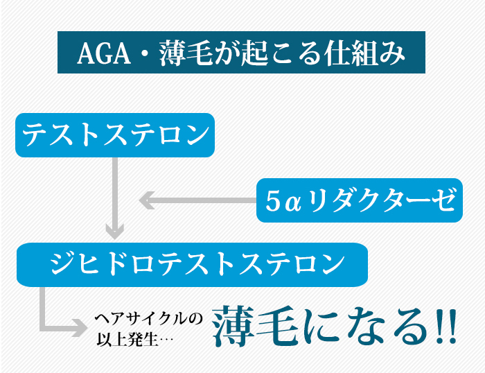 AGA・薄毛が起こる仕組み図解