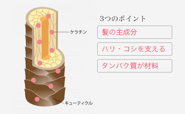 ケラチンの構造